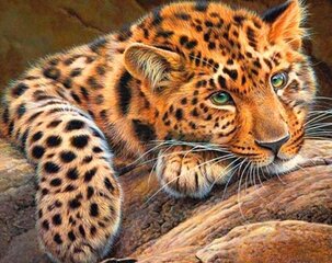 Картина по номерам "Cheetah" 40x50 цена и информация | Живопись по номерам | 220.lv