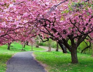 Картина по номерам "Colourful sakura trees" 40x50 цена и информация | Живопись по номерам | 220.lv