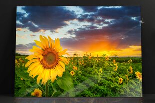Stikla Bilde pļavas lauks saulespuķes 150x95 cm cena un informācija | Interjera priekšmeti | 220.lv