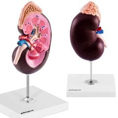 Cilvēka nieru 3D anatomiskais modelis, mērogs 1,5:1 Physa, 10040339 cena un informācija | Attīstošās rotaļlietas | 220.lv