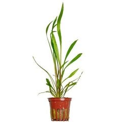 Dzīvs akvārija augs - Cryptocoryne spiralis 'Red' - 1 ķekars cena un informācija | Akvārija augi, dekori | 220.lv