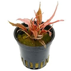 Живое аквариумное растение Cryptocoryne sp. Flamingo, 1 пучок цена и информация | Аквариумные растения и декорации | 220.lv