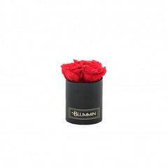 Stabilizētas rozes Blummin – XS black / Vibrant Red cena un informācija | Stabilizētās rozes, augi | 220.lv