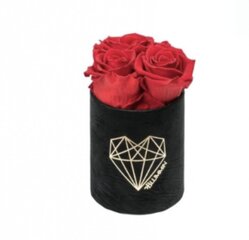Stabilizētas rozes Blummin – XS black velvet / Vibrant Red cena un informācija | Stabilizētās rozes, augi | 220.lv
