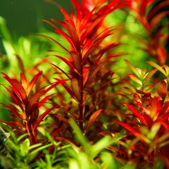 Rotala rotundifolia 'Blood Red' - 1 ķekars cena un informācija | Akvārija augi, dekori | 220.lv