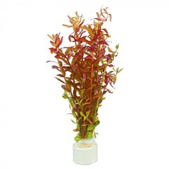 Rotala rotundifolia 'Blood Red' - 1 ķekars cena un informācija | Akvārija augi, dekori | 220.lv