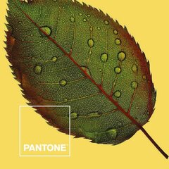 Ziemeu prvalks Nature Pantone cena un informācija | Gultas veļas komplekti | 220.lv