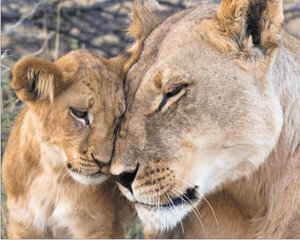 Dimantu mozaīkas komplekts uz rāmja TM Varvikas - Loving Lioness LG197e 40x50 cm cena un informācija | Dimantu mozaīkas | 220.lv