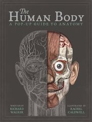 The Human Body: A Pop-Up Guide to Anatomy цена и информация | Книги для малышей | 220.lv