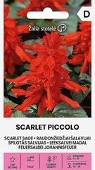 Sarkanziedu salvija Scarlet Piccolo cena un informācija | Puķu sēklas | 220.lv