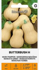 Muskata ķirbis Gourds Butterbush H Green Stop цена и информация | Семена овощей, ягод | 220.lv