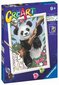 Glezna pēc cipariem Ravensburger CreArt Panda цена и информация | Gleznas pēc numuriem | 220.lv