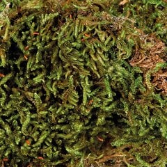 Sūnas terārijam Trixie Terrarium moss, 200 g cena un informācija | Preces eksotiskajiem dzīvniekiem | 220.lv