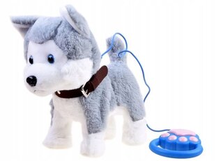 Interaktīvs haskiju suns pie pavadas ZA3888 rej cena un informācija | Mīkstās (plīša) rotaļlietas | 220.lv