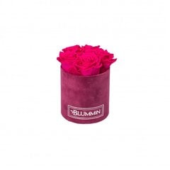 Stabilizētas rozes Blummin – Midi fuchsia velvet / Hot pink cena un informācija | Stabilizētās rozes, augi | 220.lv