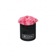 Stabilizētas rozes Blummin – Midi black velvet / Baby pink cena un informācija | Stabilizētās rozes, augi | 220.lv