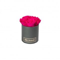 Stabilizētas rozes Blummin – Midi dark grey / Hot pink cena un informācija | Stabilizētās rozes, augi | 220.lv