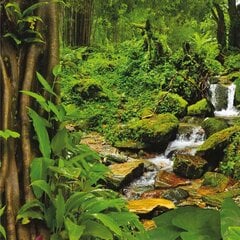 "Qult Senses of Nature – EARTH” - Smaržīgās sveces stiklā ar koka vāku - Rain Forest" cena un informācija | Sveces un svečturi | 220.lv