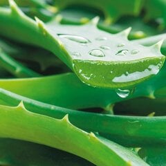 "Qult Senses of Nature – HEALTH" - Ароматические свечи в стекле с деревянной крышкой – «Aloe Vera» цена и информация | Подсвечники, свечи | 220.lv