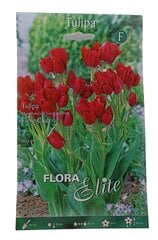 Tulpes Fiery Club Flora Elite, 7gab. cena un informācija | Sīpolpuķes | 220.lv