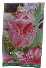 Tulpes Kanok Flora Elite, 10gab. cena un informācija | Sīpolpuķes | 220.lv