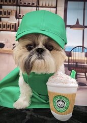 Parody Star Pups Kafijas suņu rotaļlieta Pup'kin Spice Latte — Rudens Funny Parody Plīša čīkstošas brīvdienu rotaļlietas vidējiem, maziem un lieliem — jaukas dāvanas suņa dzimšanas dienā — forši pildīti visu šķirņu izmēriem cena un informācija | Mīkstās (plīša) rotaļlietas | 220.lv