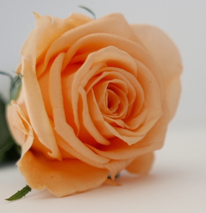Stabilizēta roze Amorosa (peksiku) cena un informācija | Stabilizētās rozes, augi | 220.lv