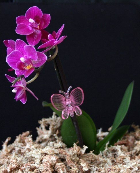 "Jaunzēlande" orhidejas biosorbents cena un informācija | Grunts, zeme, kūdra, komposts | 220.lv