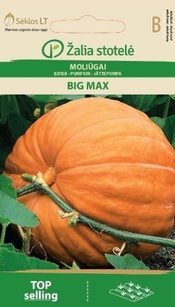 Ķirbju Big Max цена и информация | Dārzeņu, ogu sēklas | 220.lv