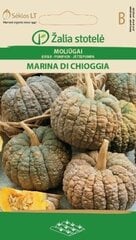 Тыква Marina di Chioggia, 1.5 г цена и информация | Семена овощей, ягод | 220.lv