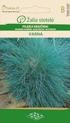 Cерaя овсяница Varna цена и информация | Семена цветов | 220.lv