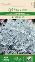 Цинерария серебряная цена и информация | Семена цветов | 220.lv