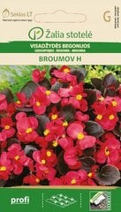 Бегонии Broumov H цена и информация | Семена цветов | 220.lv