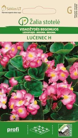 Begonijas sēklas цена и информация | Puķu sēklas | 220.lv