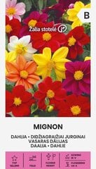 Летняя далия Mignon цена и информация | Семена цветов | 220.lv