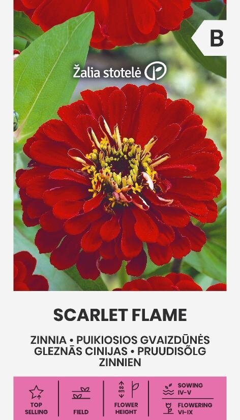 Gleznās Cinijas Scarlet Flame cena un informācija | Puķu sēklas | 220.lv