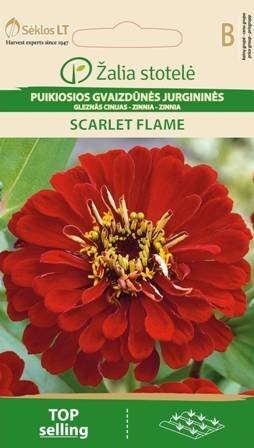 Gleznās Cinijas Scarlet Flame cena un informācija | Puķu sēklas | 220.lv