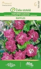 фиолетовaя ипомея Raffles цена и информация | Семена цветов | 220.lv