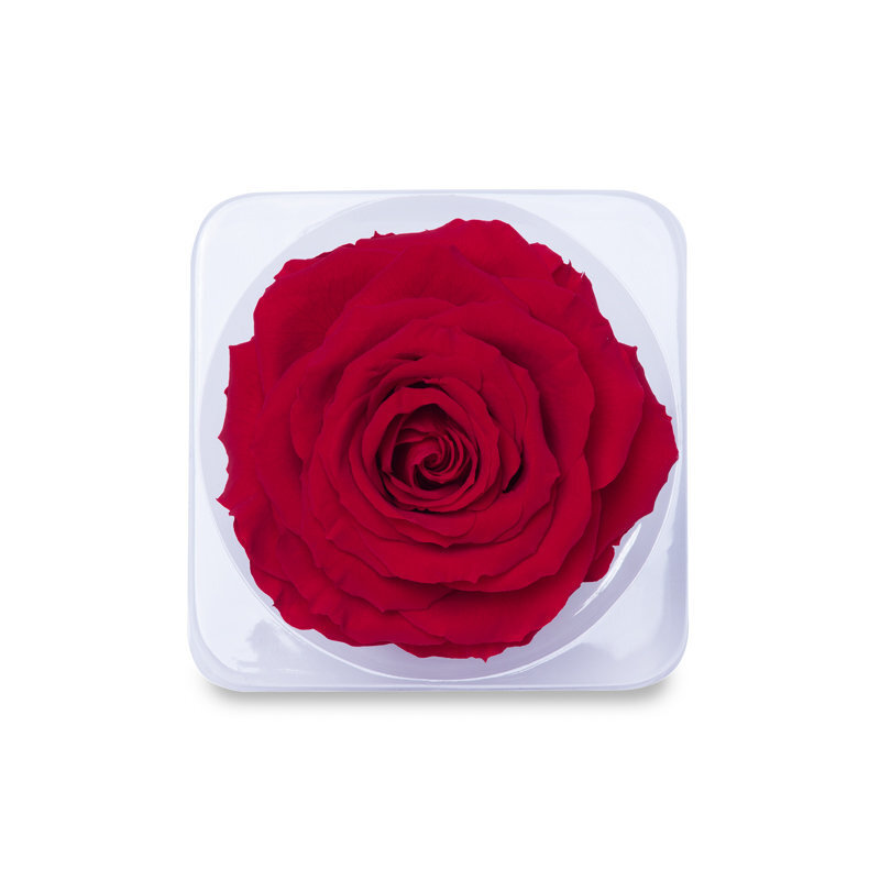 Stabilizēta Karaliskā roze (Rose King), 1 gab. цена и информация | Stabilizētās rozes, augi | 220.lv