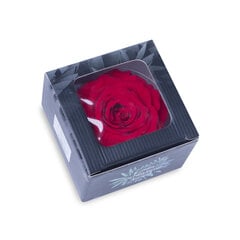 Стабилизированная Королевская роза (Rose King), 1 шт. цена и информация | Спящие стабилизированные розы, растения | 220.lv