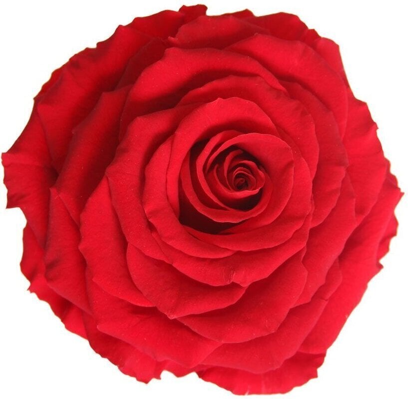Stabilizēta Karaliskā roze (Rose King), 1 gab. cena un informācija | Stabilizētās rozes, augi | 220.lv