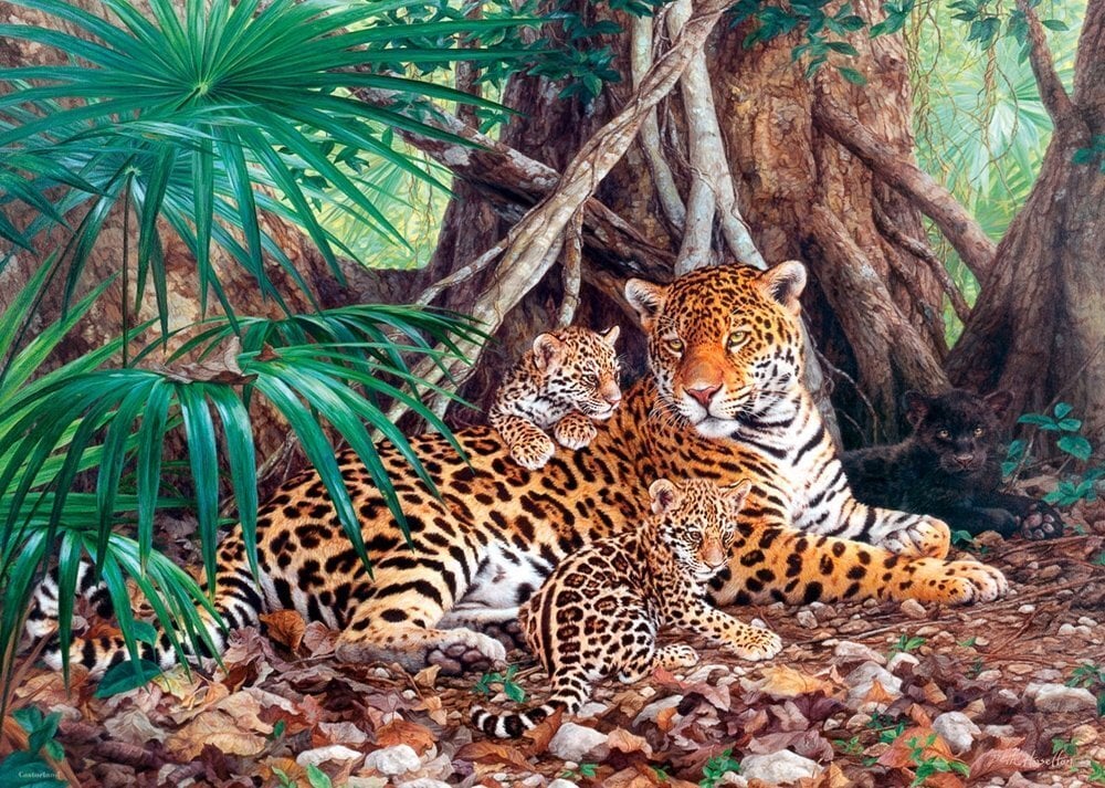 Puzle Costarland Jaguars In The Jungle, 3000 det. цена и информация | Puzles, 3D puzles | 220.lv