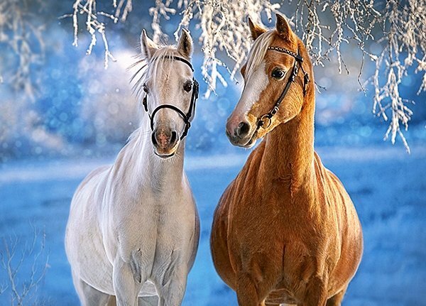 Puzle Castorland The Winter Horses, 260 detaļas цена и информация | Puzles, 3D puzles | 220.lv