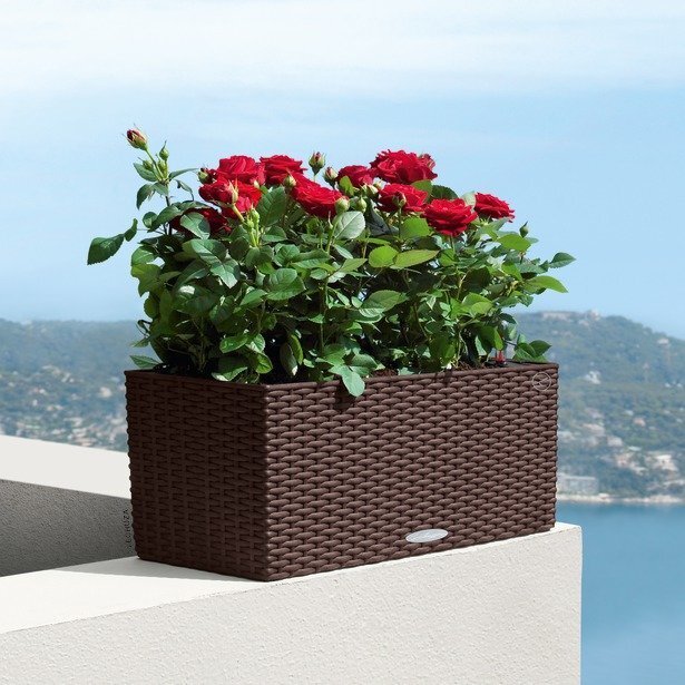 Lechuza puķu pods Balconera Cottage 50, 19 cm cena un informācija | Balkona kastes | 220.lv