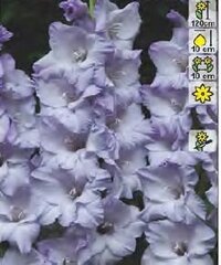 Gladiolas SWEET BLUE cena un informācija | Sīpolpuķes | 220.lv