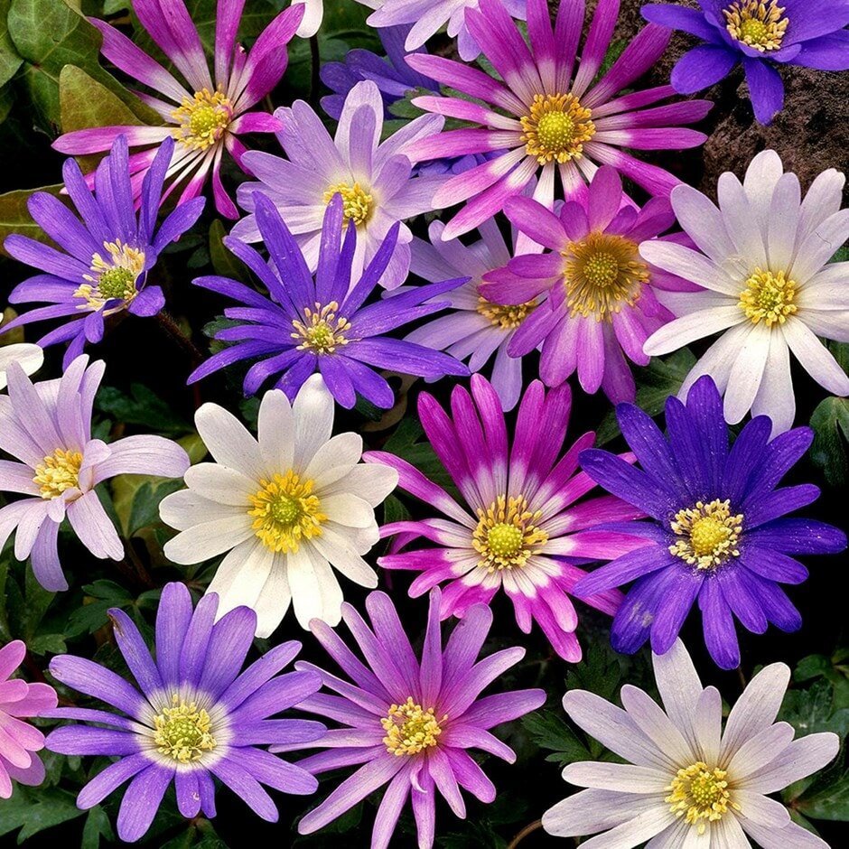 Anemones BLANDA MIXED cena un informācija | Sīpolpuķes | 220.lv