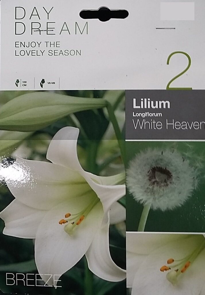 Lilijas WHITE HEAVEN cena un informācija | Sīpolpuķes | 220.lv