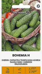 Parastie īsaugļu gurķi Bohemia H cena un informācija | Dārzeņu, ogu sēklas | 220.lv