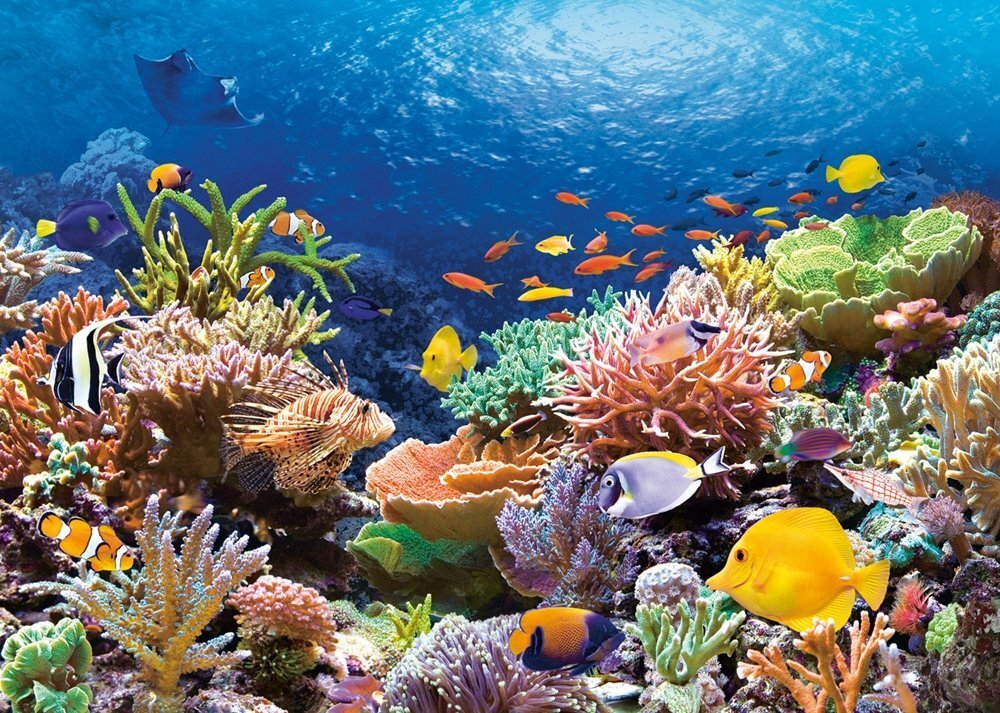 Puzle Puzzle Castorland Coral Reef Fishes, 1000 det. цена и информация | Puzles, 3D puzles | 220.lv