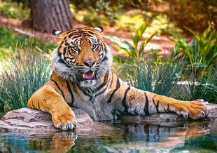 Пазл Castorland Sumatran Tiger, 500 дет. цена и информация | Пазлы | 220.lv